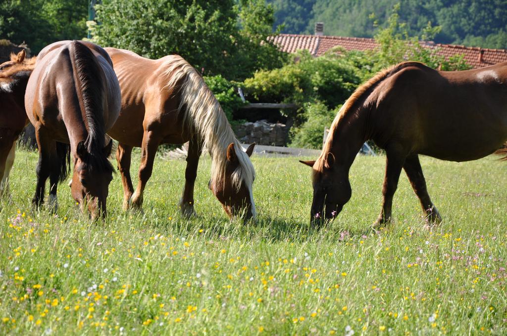 Agriturismo B&B Luna Di Quarazzana In Fivizzano Tuscany Extérieur photo